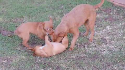 Puppies establish dominance