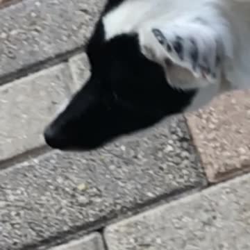 If my dog was Joe Biden