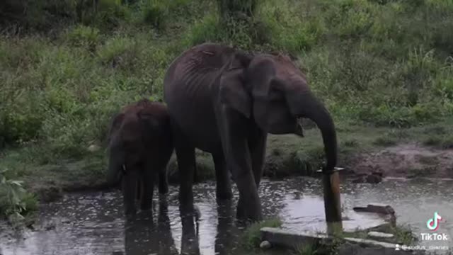 Elephants quenching it’s thirsty