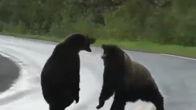 ๐ฏ๐
๐
Try not to laugh bear fight
