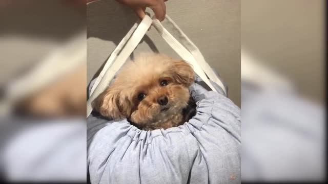 cute and funny baby dogs puppies01
