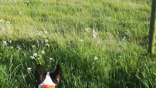 Cows super inquisitive, run over to have a better look 🤗😍