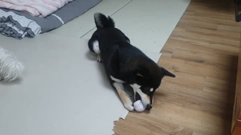 Cute Shiba Inu Playing Ball