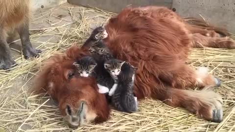 Horse and cat