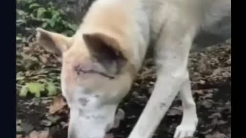 You will cry watching The poor blind dog