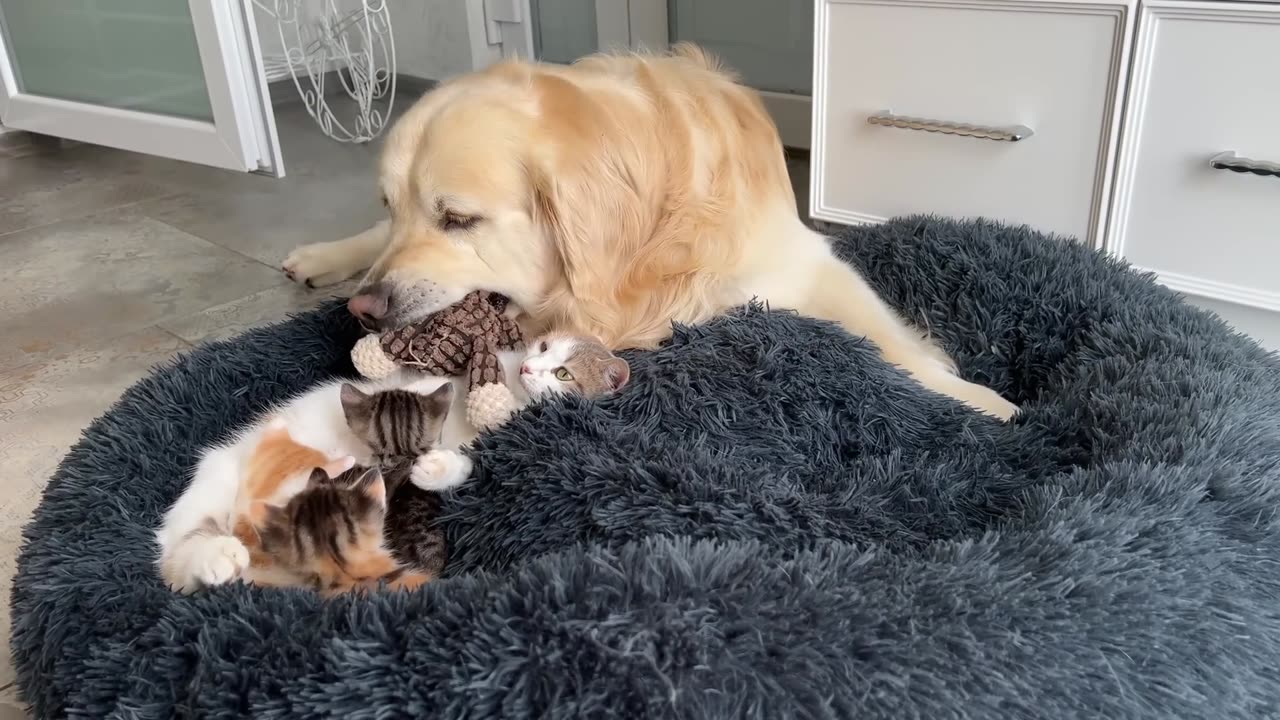 How the Golden Retriever and New Tiny Kittens Became Best Friends [Cutest Compilation]