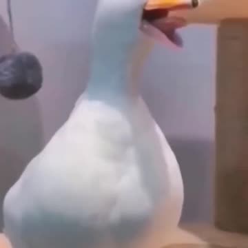 I try not to laugh the funny duck and donkey