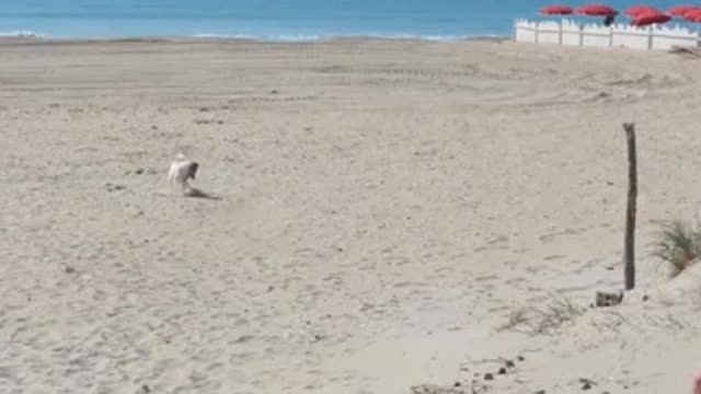 The alertness, speed and accuracy of this dog