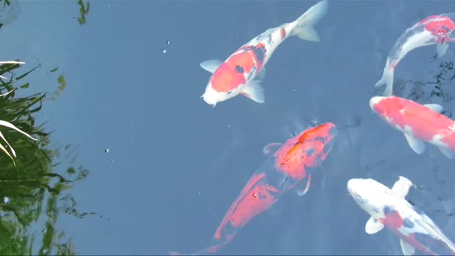 The Most Expensive koi-carp-fishes-ornamental