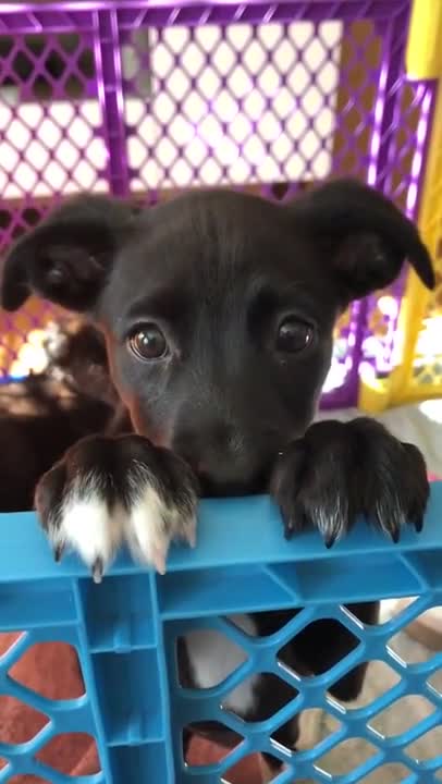 Eyes that can conquer...