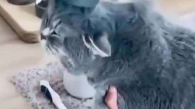 Naughty Cats Fight with Objects and Person