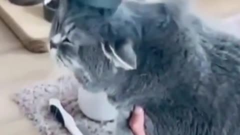 Naughty Cats Fight with Objects and Person