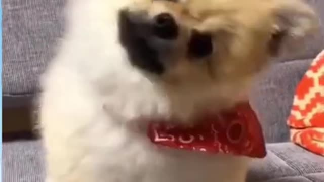 Cute dog with funny reaction! | Funny Animal Videos! #shorts