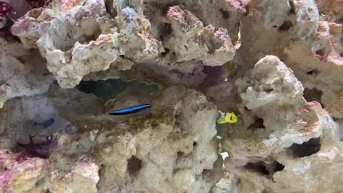 Nano fish in 10 gallon saltwater tank