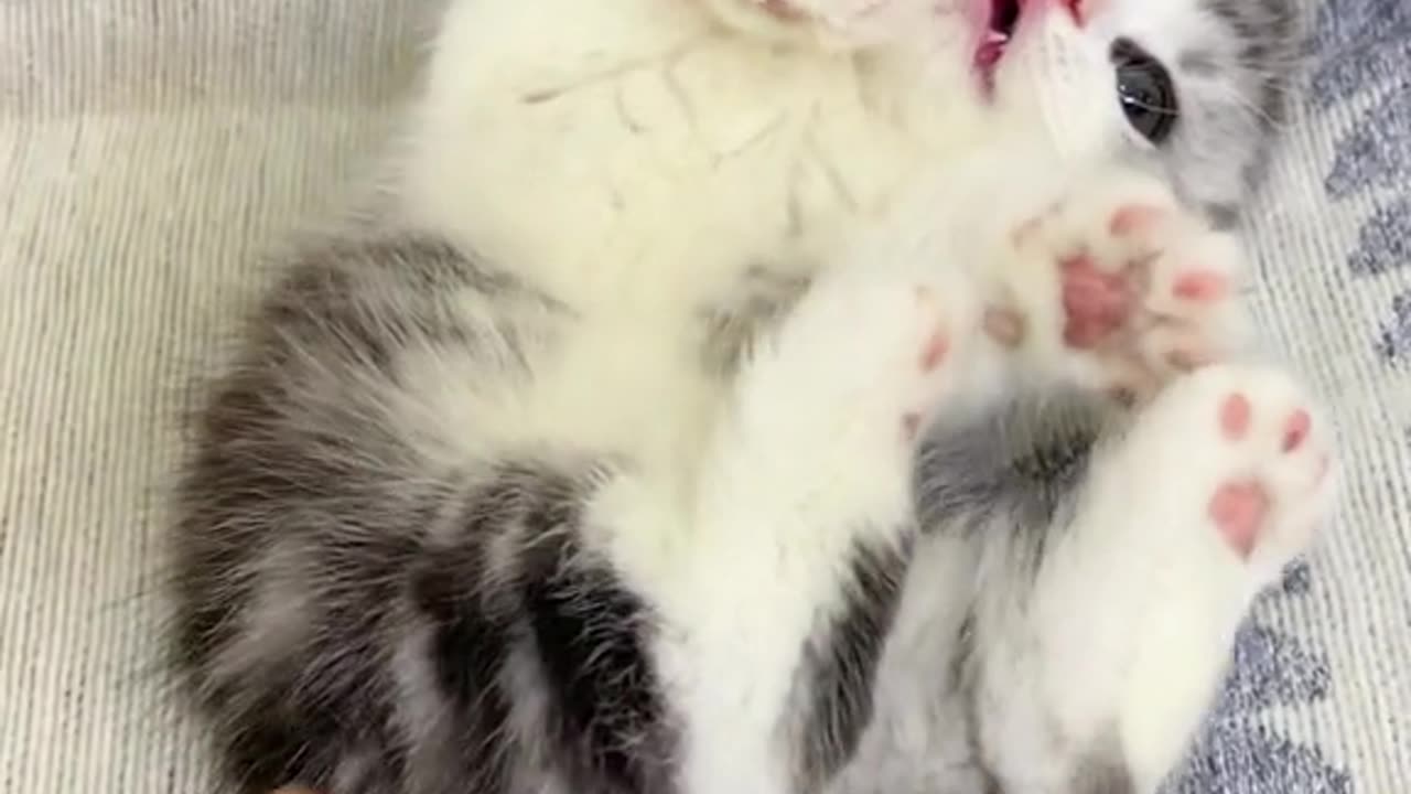 Funny cat video