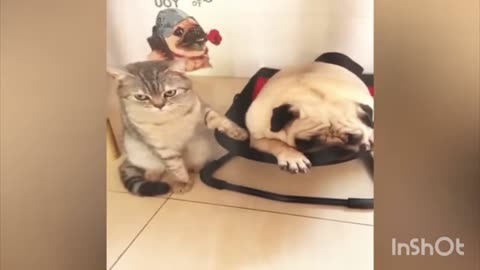 NEW FUNNY 🤣 VIDEOS|| CUTEST CATS AND DOGS