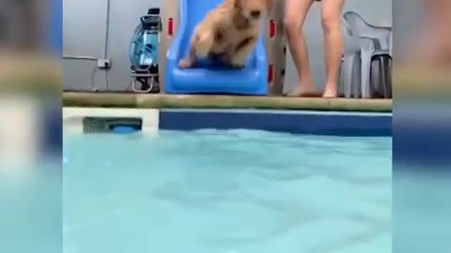 There are cats and dogs, funny, funnyying on warm friendship