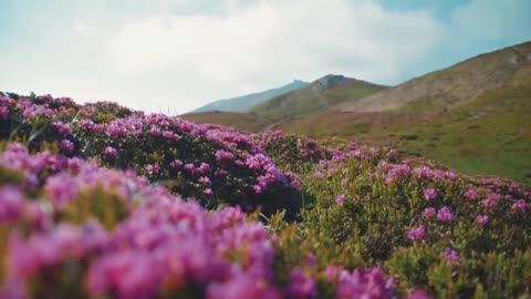 Record the most beautiful moment in nature