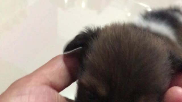 Very cute puppy playing