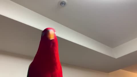 Red Birb no audio