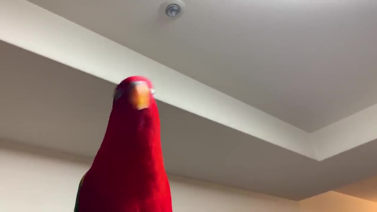 Red Birb no audio