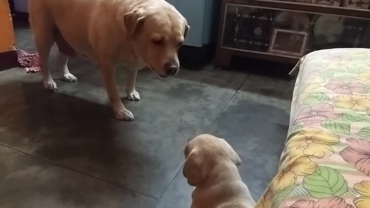 Mom Dog Vs Son Dog (who will win)