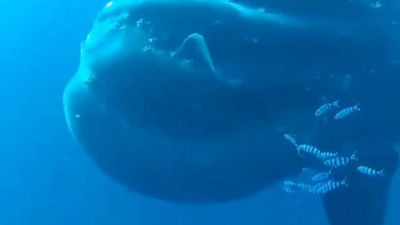 That’s a Giant Sunfish, the largest, heaviest known bony fish in the world 😱