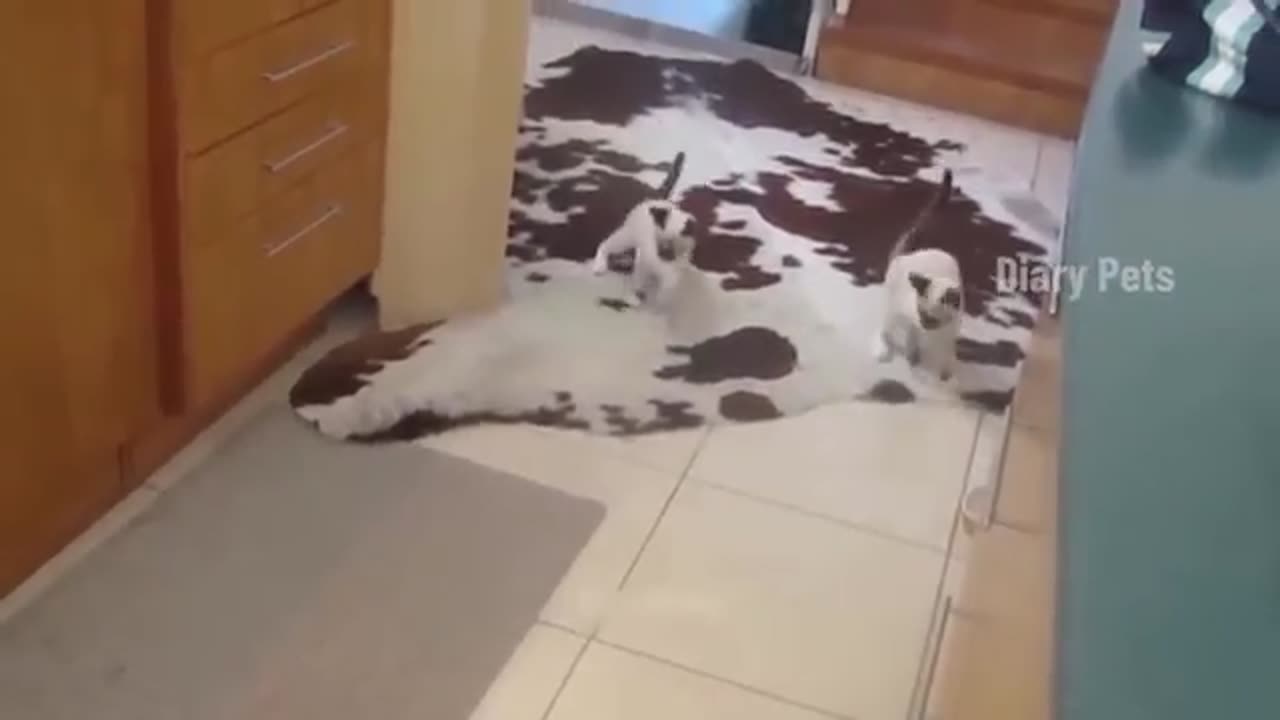 Cat compilation 🤣🤣🤣