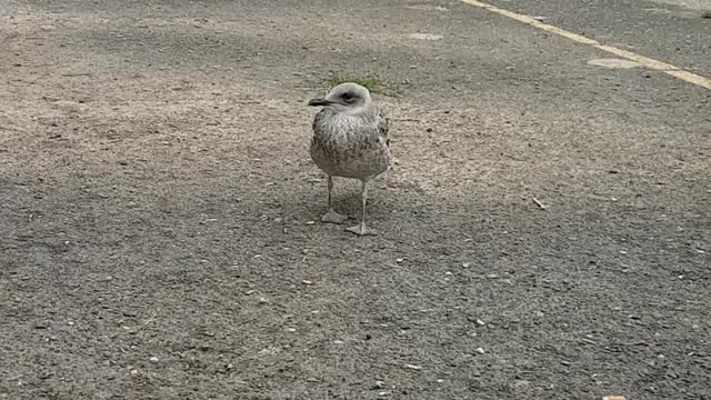 look at this baby ducks looking for his mom.