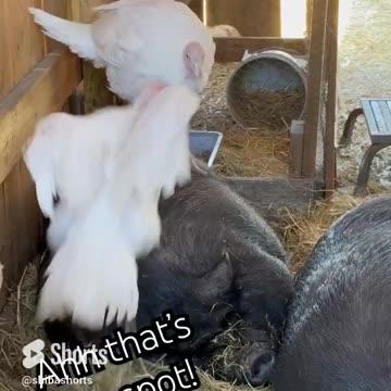 Turkeys Giving Pigs a Nice Massage. Interspecies friends.