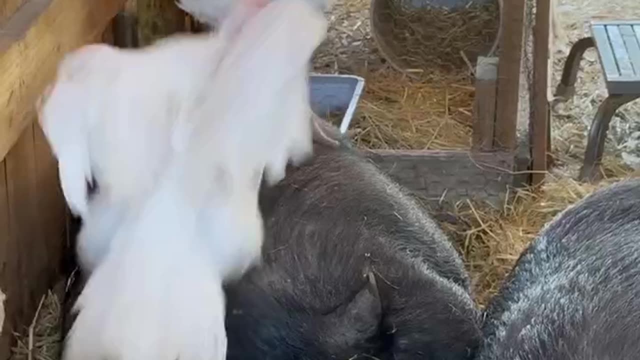 Turkeys Giving Pigs a Nice Massage. Interspecies friends.