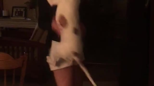 White dog/brown spots keeps jumping on owner who got home