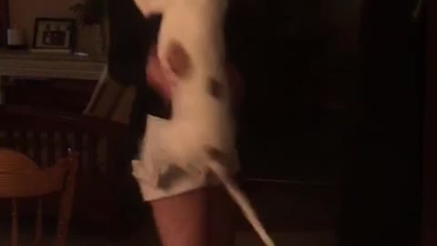 White dog/brown spots keeps jumping on owner who got home