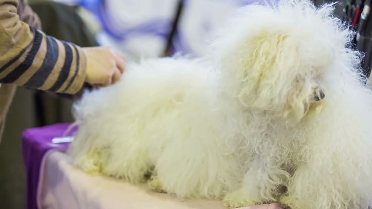 Owner preparing white fluffy cute purebred dog for exhibition