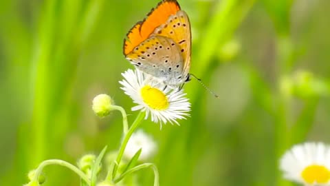 Natural Memory beautiful butterfly