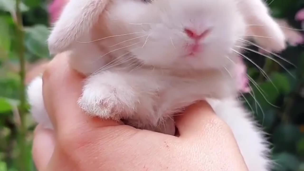 Cute Rabbit