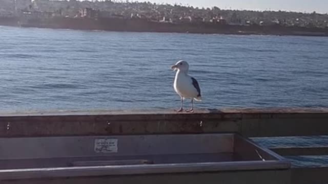 Seagull Hanging out at Ocean Beach Pier!