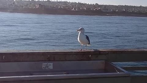 Seagull Hanging out at Ocean Beach Pier!