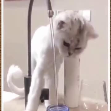 Drink water. funniest Cats and Dogs 2022|Try not to laugh😂