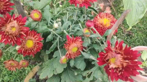 Mostly beautiful, chrysanthemum flowers