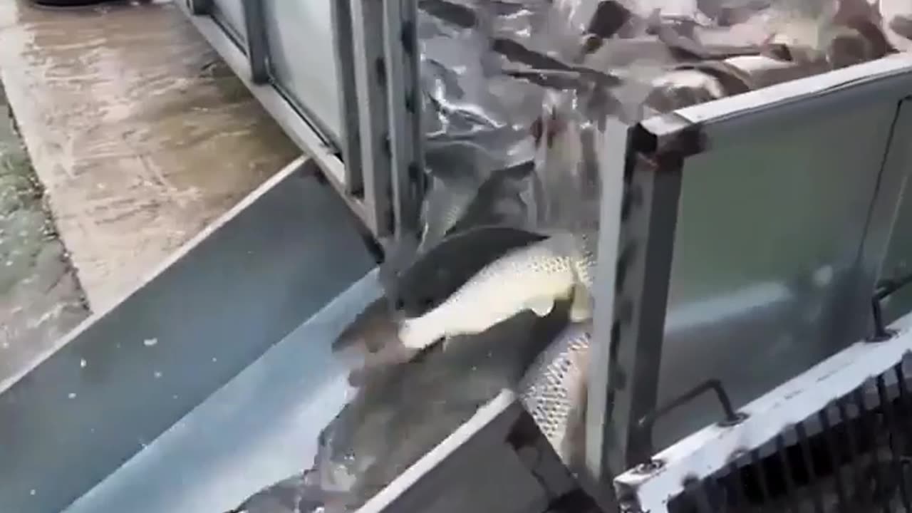 I have never seen this amount of fish!!!Unbelievable!