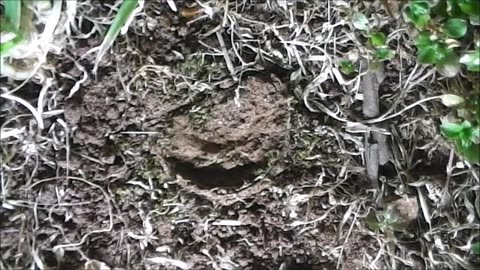 Trapdoor Spider Snatches Dozens In One Feasting Night