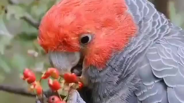 Best of Birds