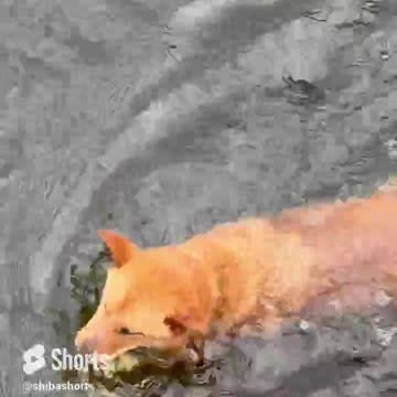 It’s hard to swim when you have to bite at all the splashes