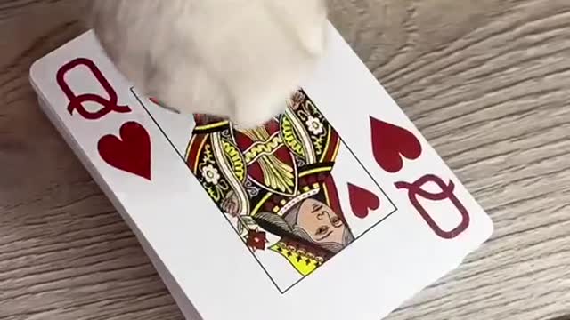 hisoka#hunterxhunter#cat