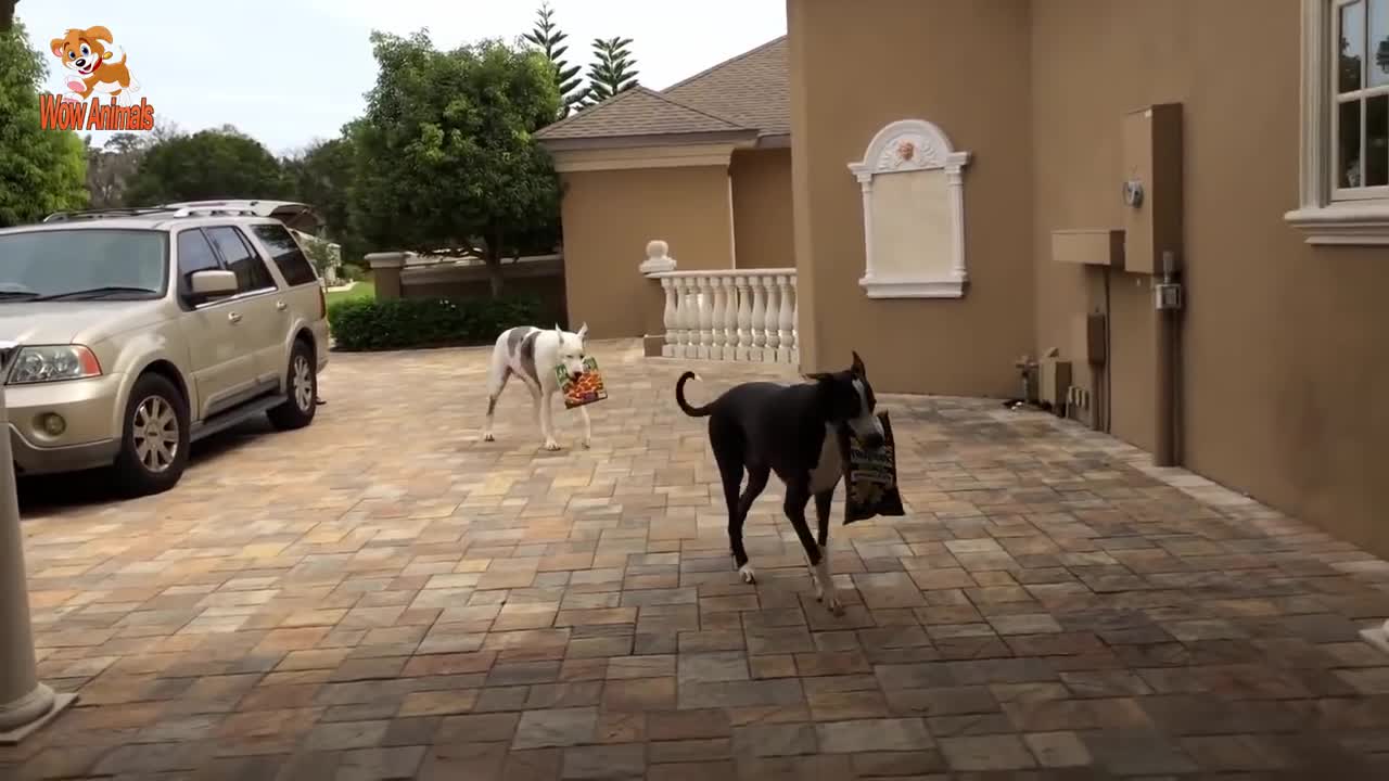 Cute Is Not Enough 😍 Funny Cats and Dogs Videos Compilation #12