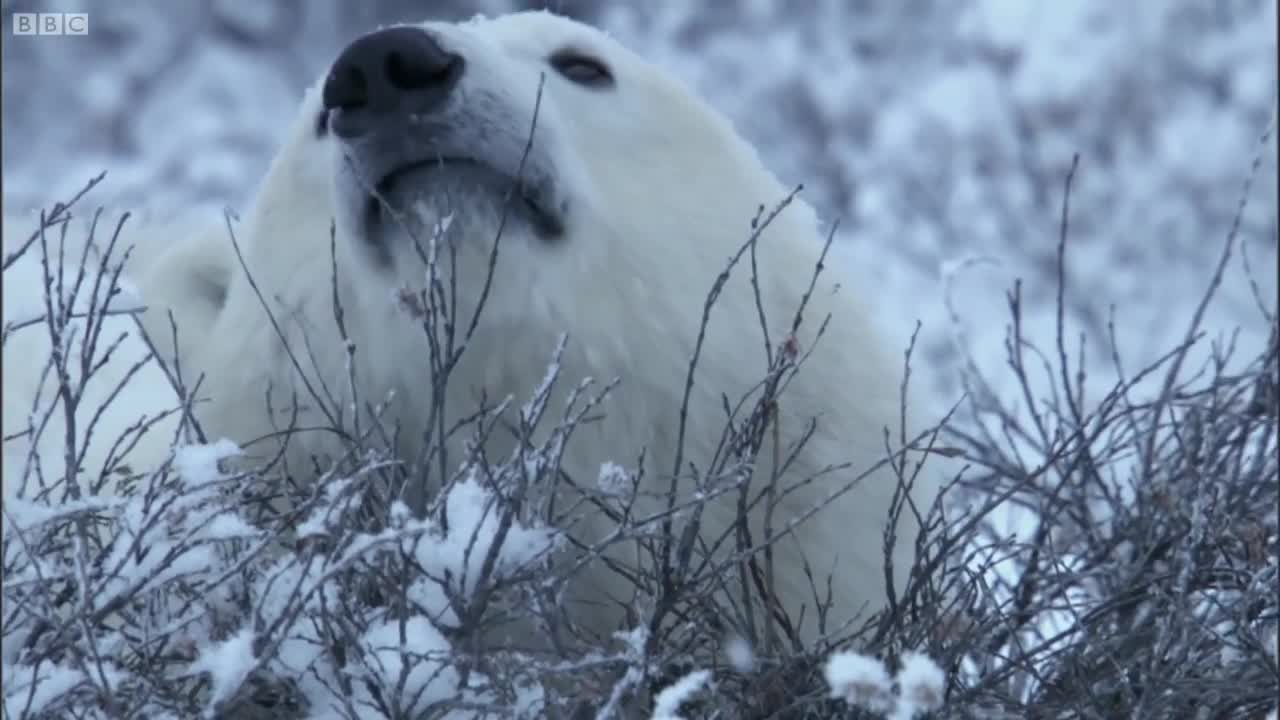 Polar Bear Fight | Nature's Great Events | BBC Earth