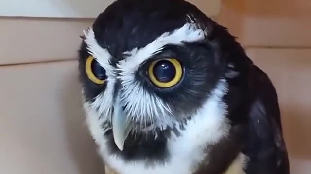 Owl Talk