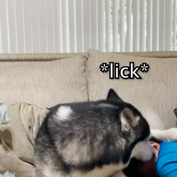 compilation | baby animals 79 | cute animals 79 | kids #shorts