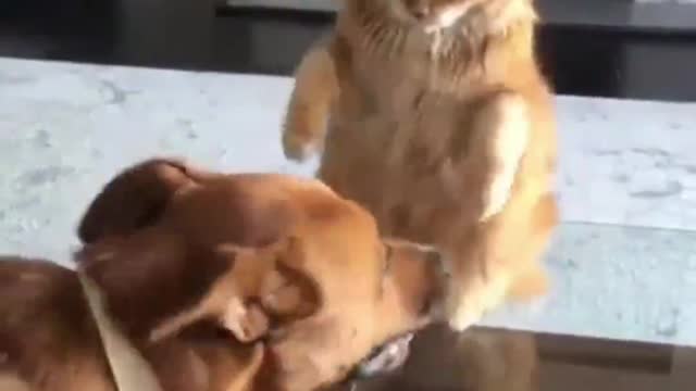 This cat is so fierce! Not even a dog can beat it.